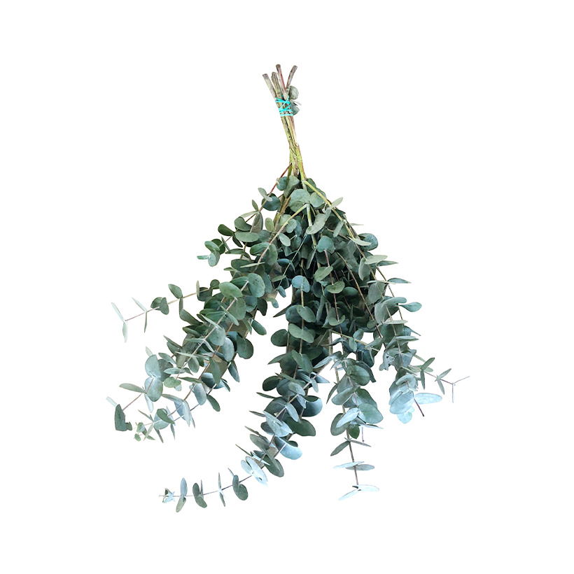 Bundel eucalyptus Maya