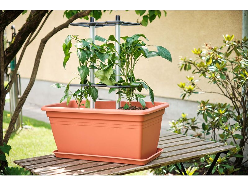 Gusta Garden CHILI BUDDY Rankhilfe für Chilis & Paprika Sil Rankhilfe wächst mit Ihren Pflanzen