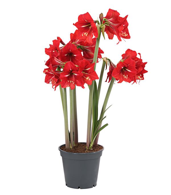 Amaryllis - Hippeastrum-Hybride 'Multiflora',