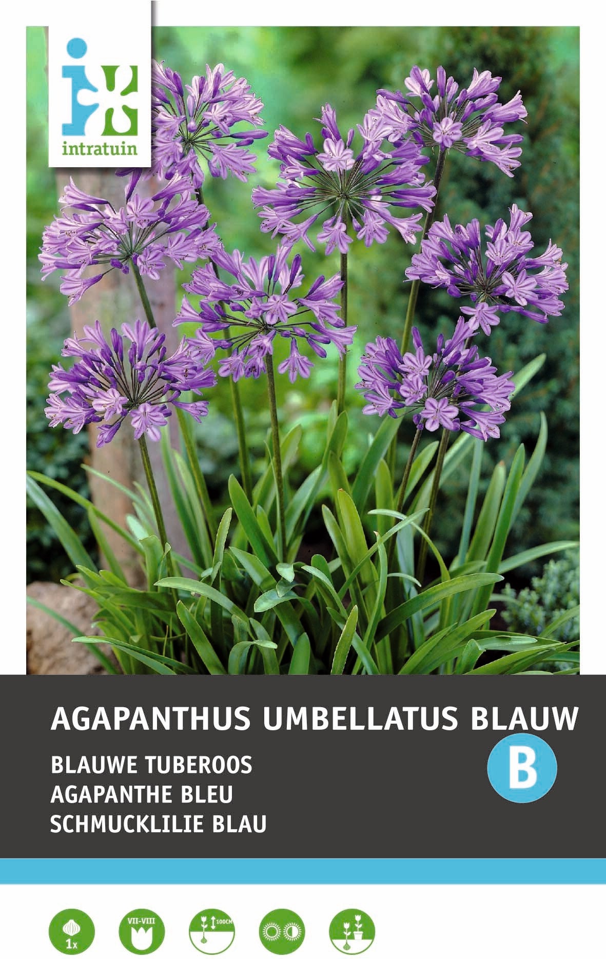 Intratuin Afrikaanse lelie knol (Agapanthus umbellatum) blauw