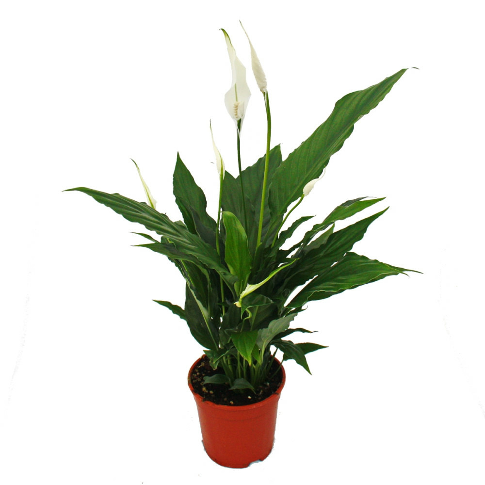 Spathiphyllum, feuille unique, 