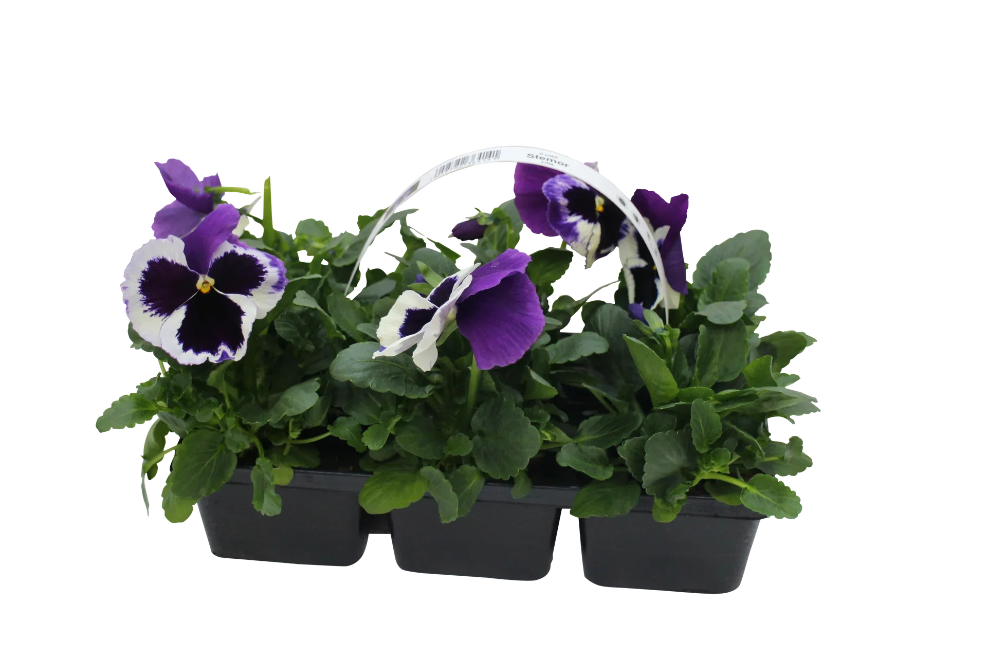 Viola x wittrockiana Stemor storblomstret 6 pk