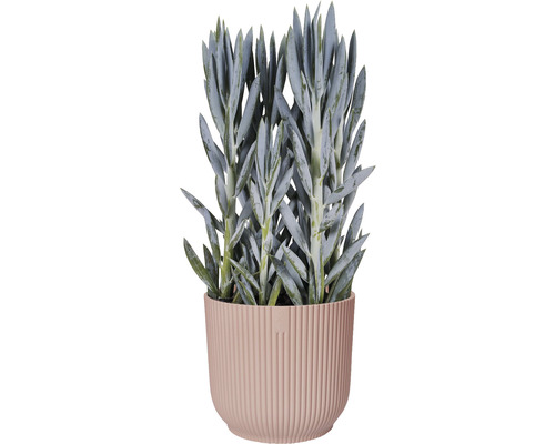 Elho Vibes opvouwbare plantenbak, kunststof, Ø 14,1 cm, H 12,9 cm, lichtroze