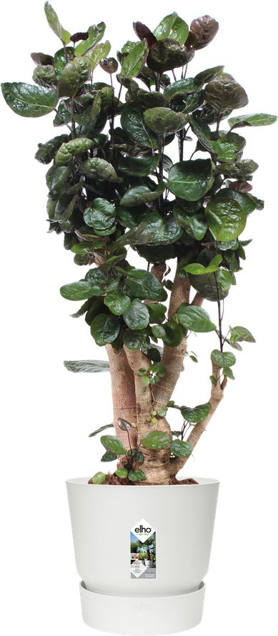 Elho bloempot Greenville wit D 39 H 36,8 cm