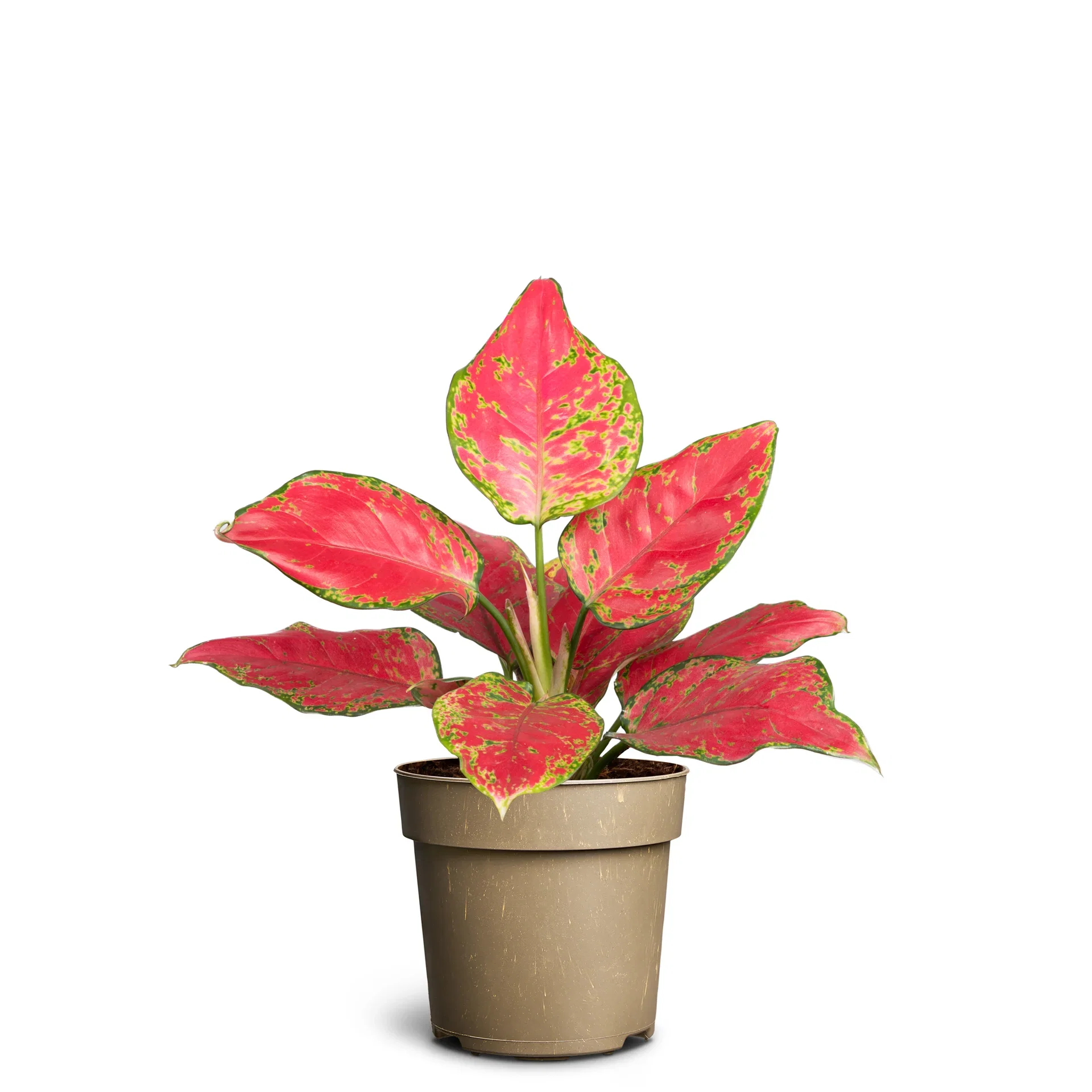 Aglaonema Sjømannstrøst Høyde 25 cm