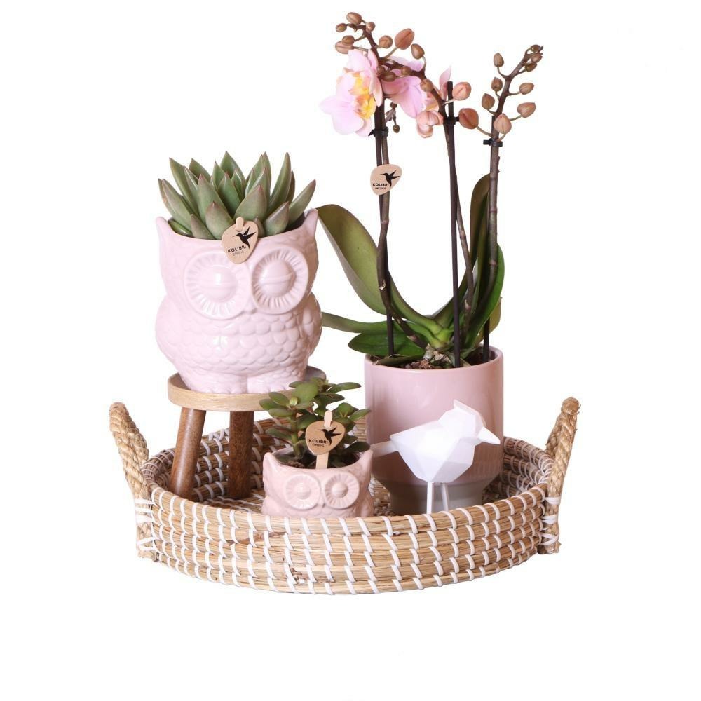 Ensemble de vie d'intérieur avec plantes d'intérieur faciles d'entretien - y compris décoration - prix tout compris 