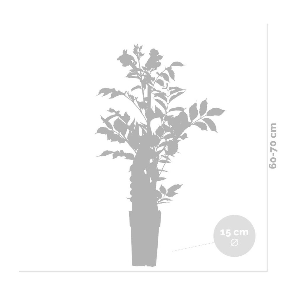 Campsis 'indian summer' – creeper – trompette grimpeuse – rustique – ⌀15 cm – ↕60-70 cm