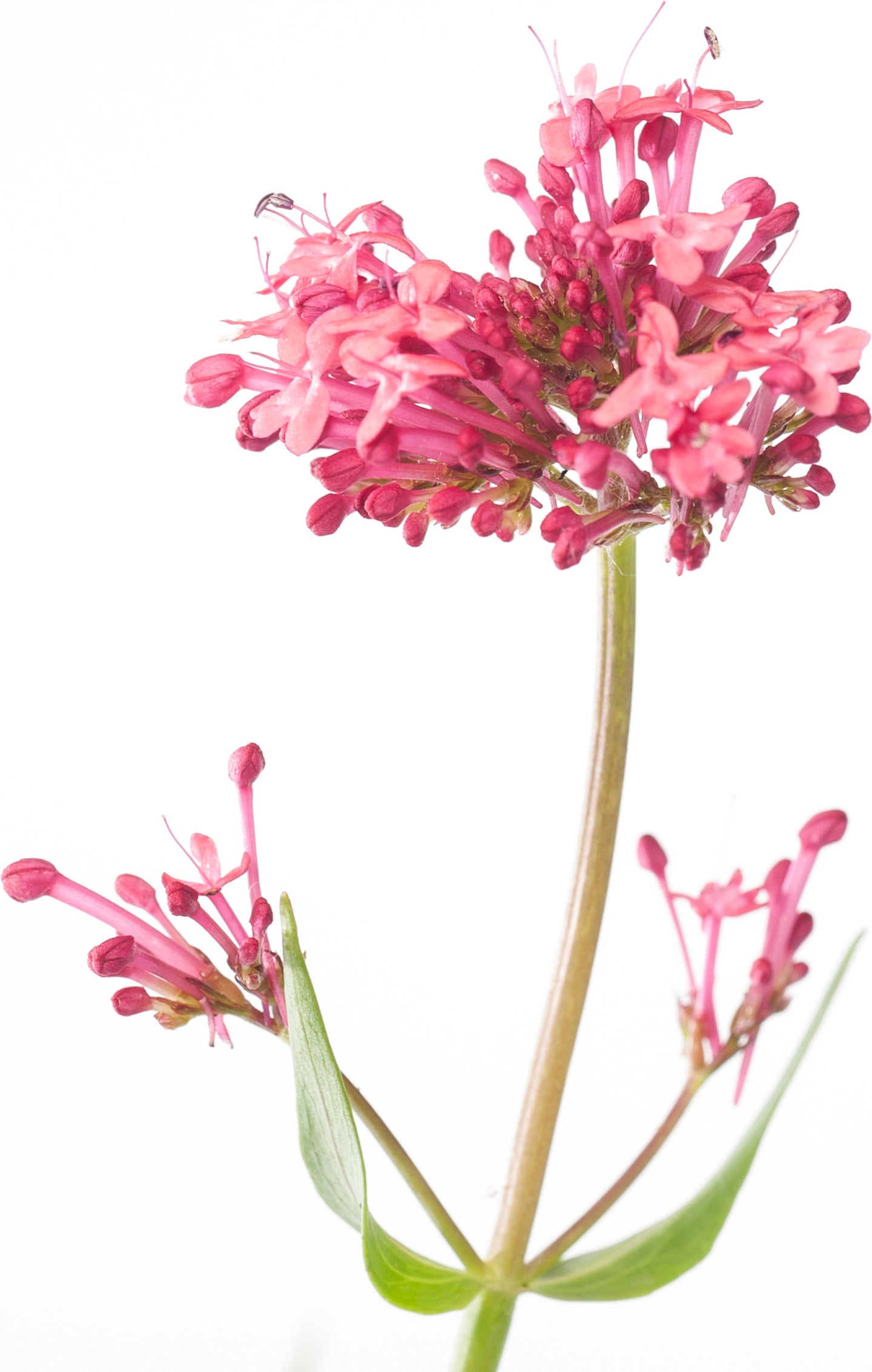 Spoorbloem (Centranthus ruber 'Coccineus') D 11 H 15 cm