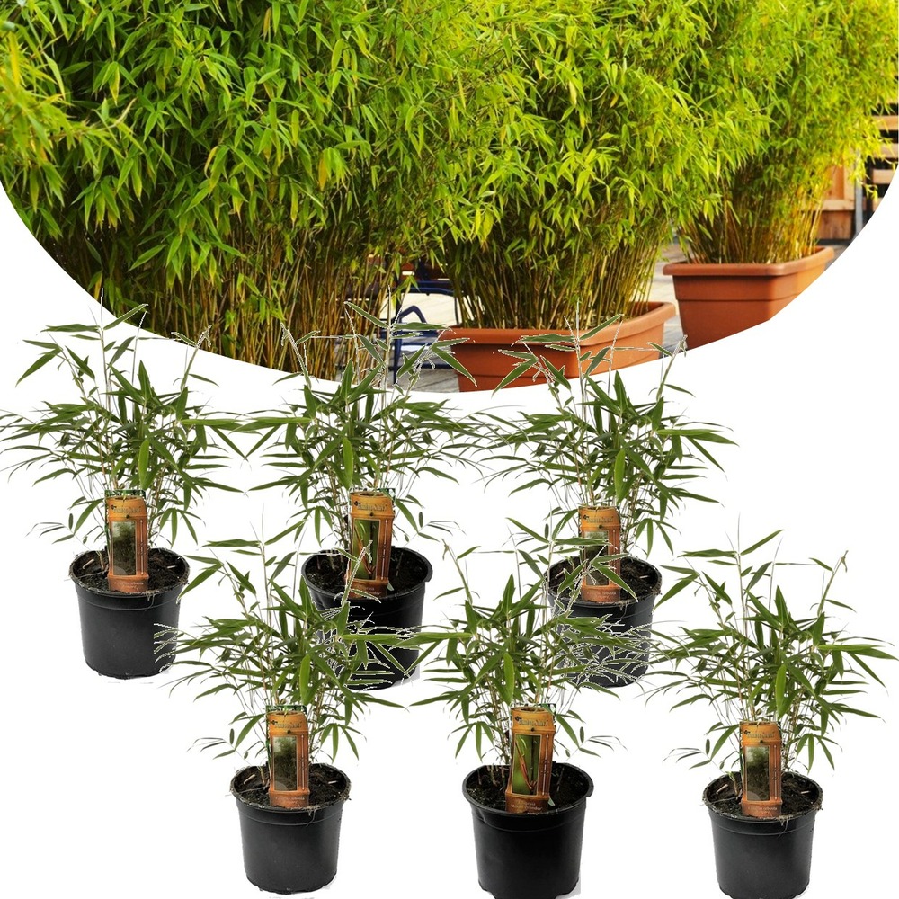 Fargesia rufa - set de 6 - bambou non invasif - pot 13cm - hauteur 25-40cm