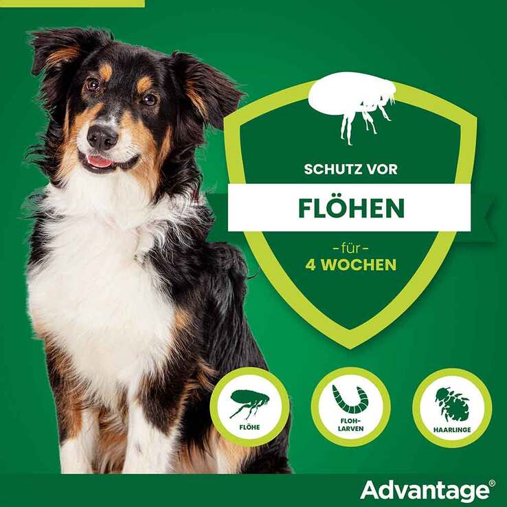 Advantage 250 für Hunde von 10-25 kg, 4 St