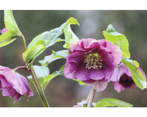 Kerstroos, Lenteroos FloraSelf Helleborus orientalis Viv Ø 19 cm pot dubbele bloemen