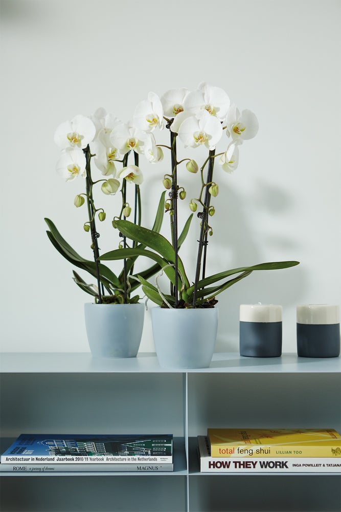 Elho bloempot Brussels orchidee transparant D 16 H 14,6 cm