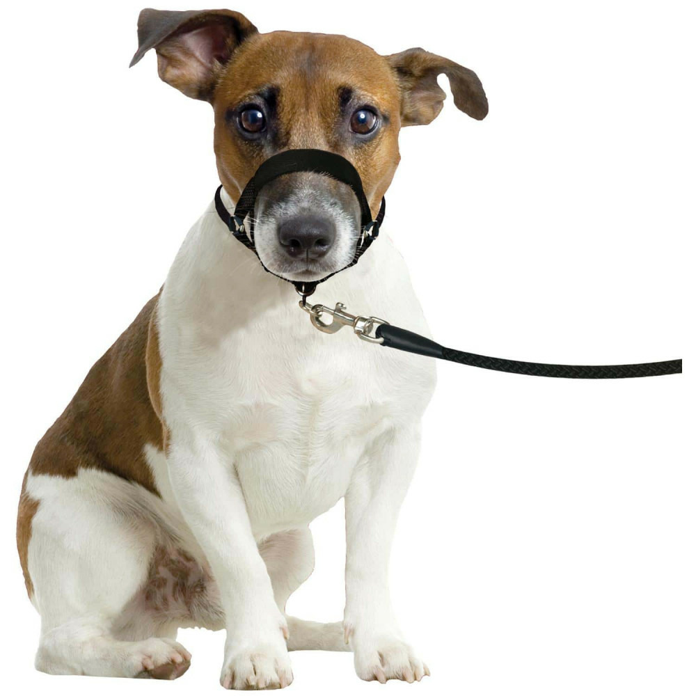 Harnais de dressage de tête museliere- noir xs - pour chien