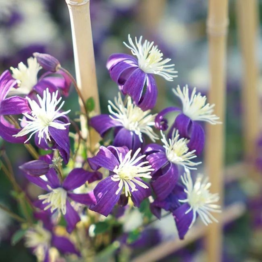 Clématite 'aromatica' - clematis integrifolia 3l