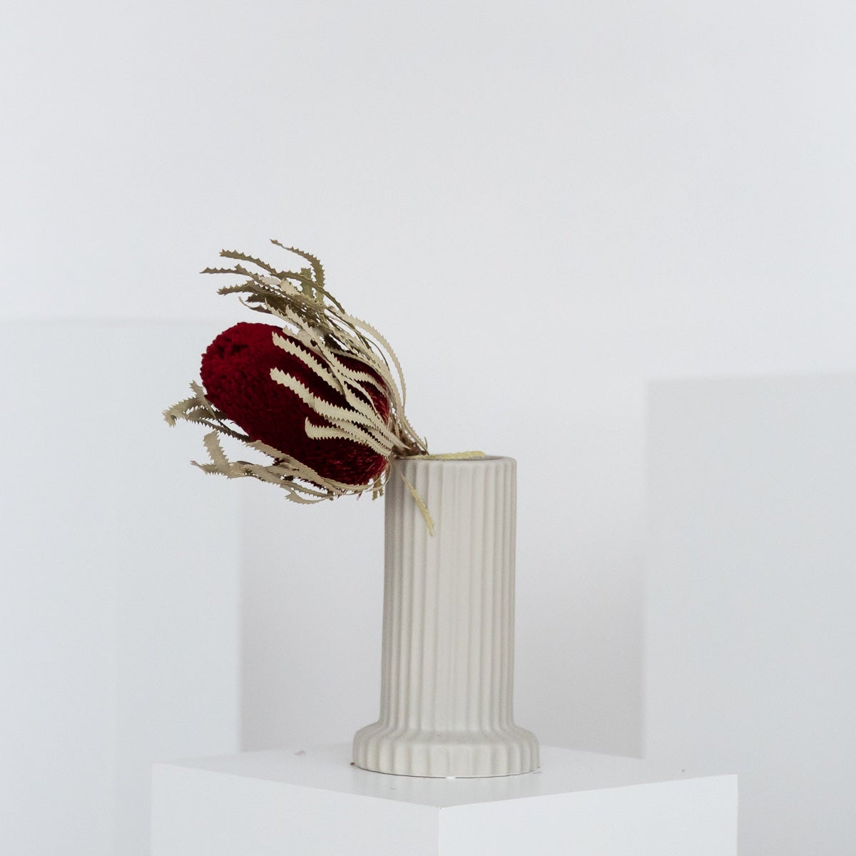 Gedroogde Banksia-bloem