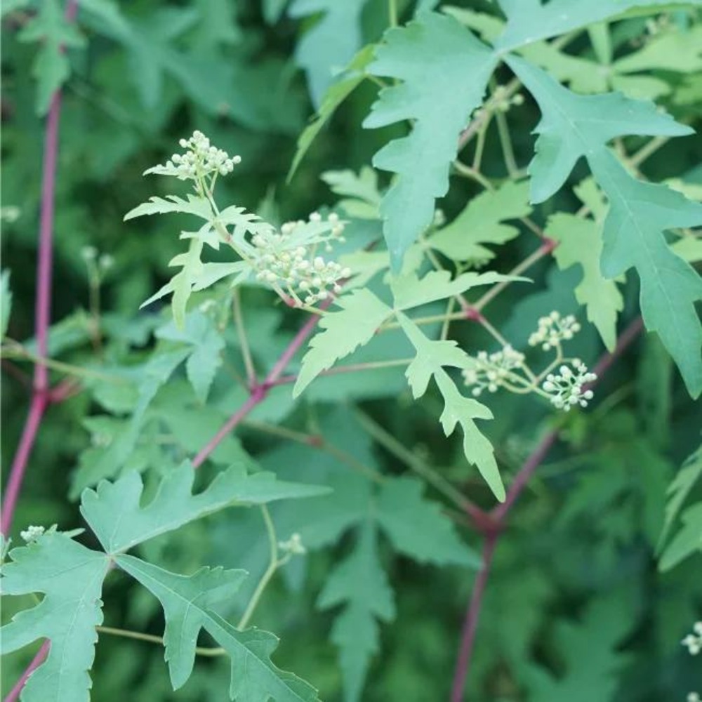 Vigne vierge aconitifolia - ampelopsis aconitifolia 3l