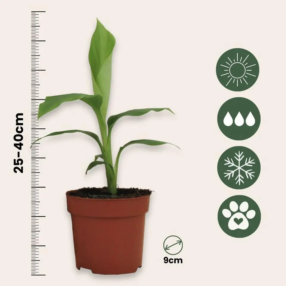 Bananenplant - Set van 6 - Musa basjoo - Hoogte 25-40cm - ⌀9cm