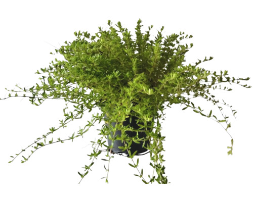 Winterbonenkruid FloraSelf Satureja montana H 10-13 cm Co 1.2 L