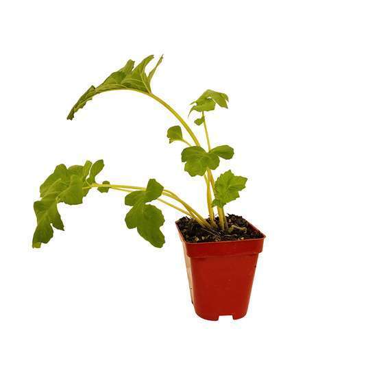 Acanthe mollis : godet vert