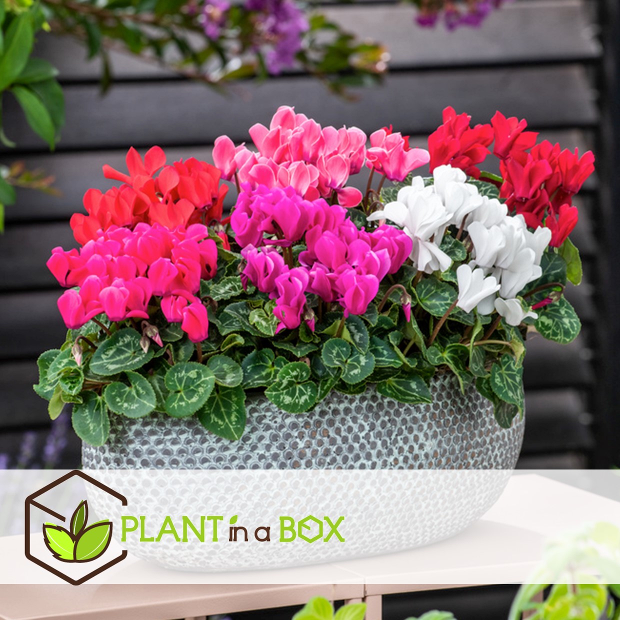 Cyclamen persicum - mix de 3 - plantes d'intérieur - pot 9cm - hauteur 10-20cm