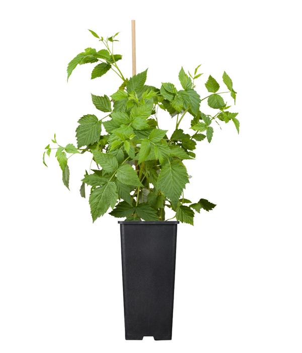 Bio Himbeere 'Autumn Belle'®