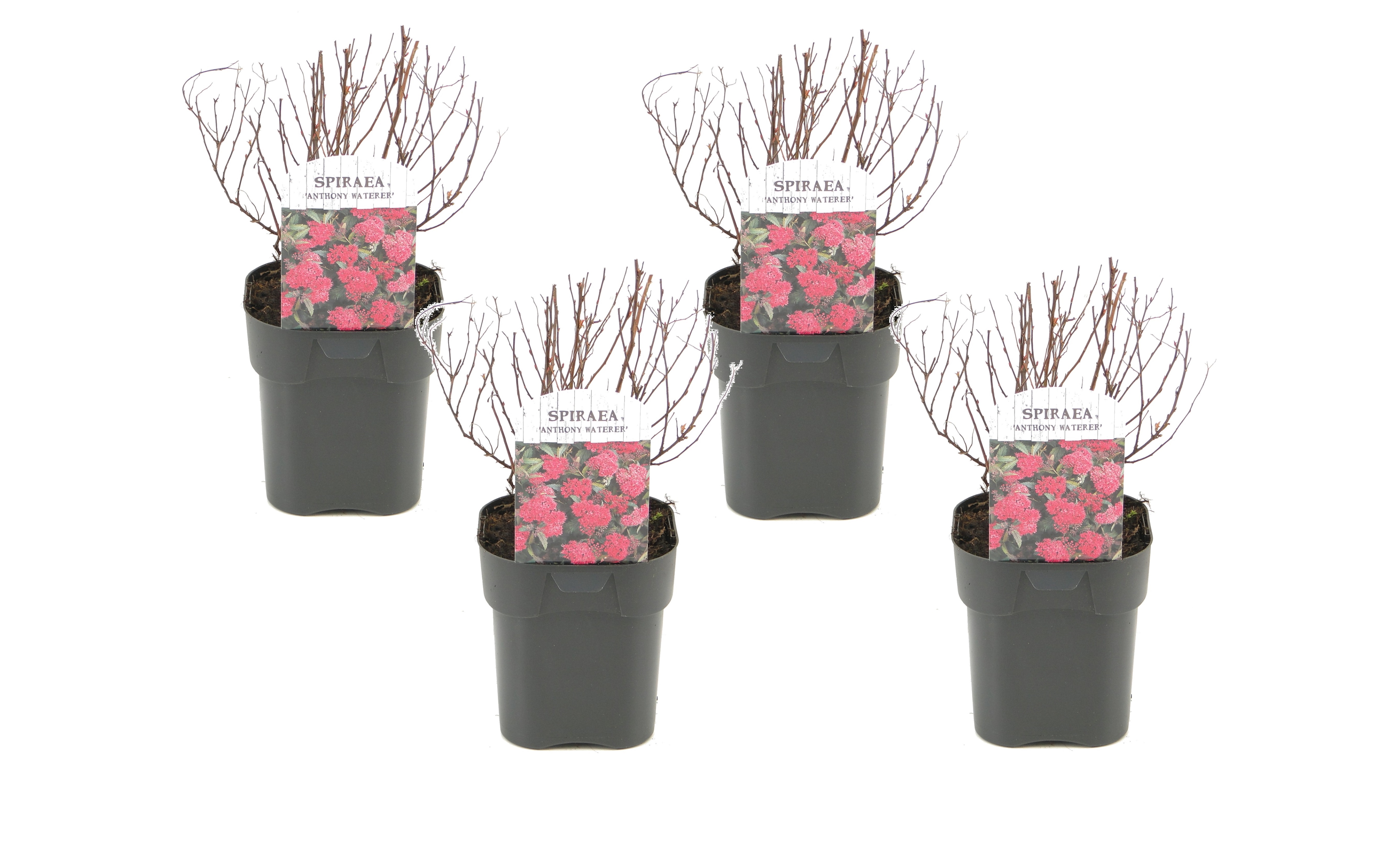 Spirée japonaise dark pink - set de 4 - pot 17cm - hauteur 25-40cm