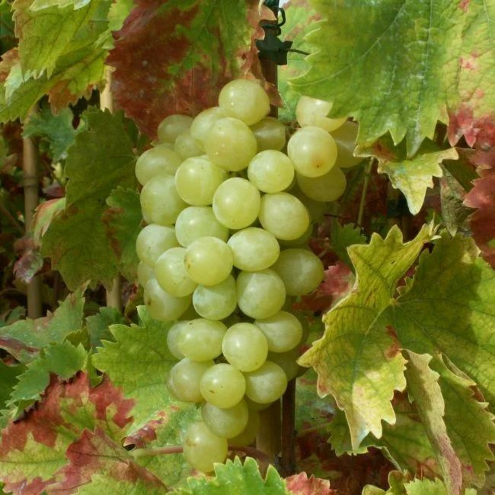 Vigne 'italia' - vitis italia zpd 4 3l