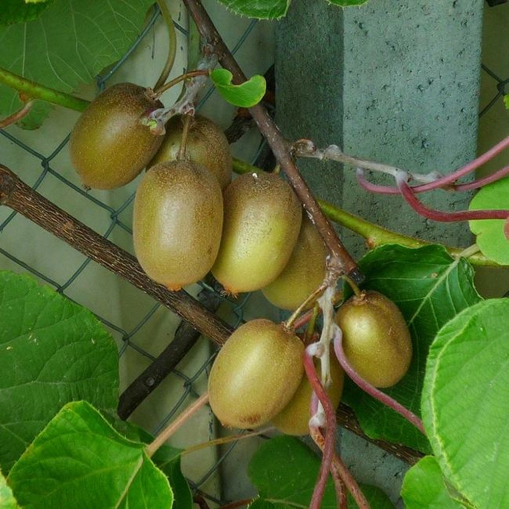 Kiwi femelle 'hayward' - actinidia femelle 3l