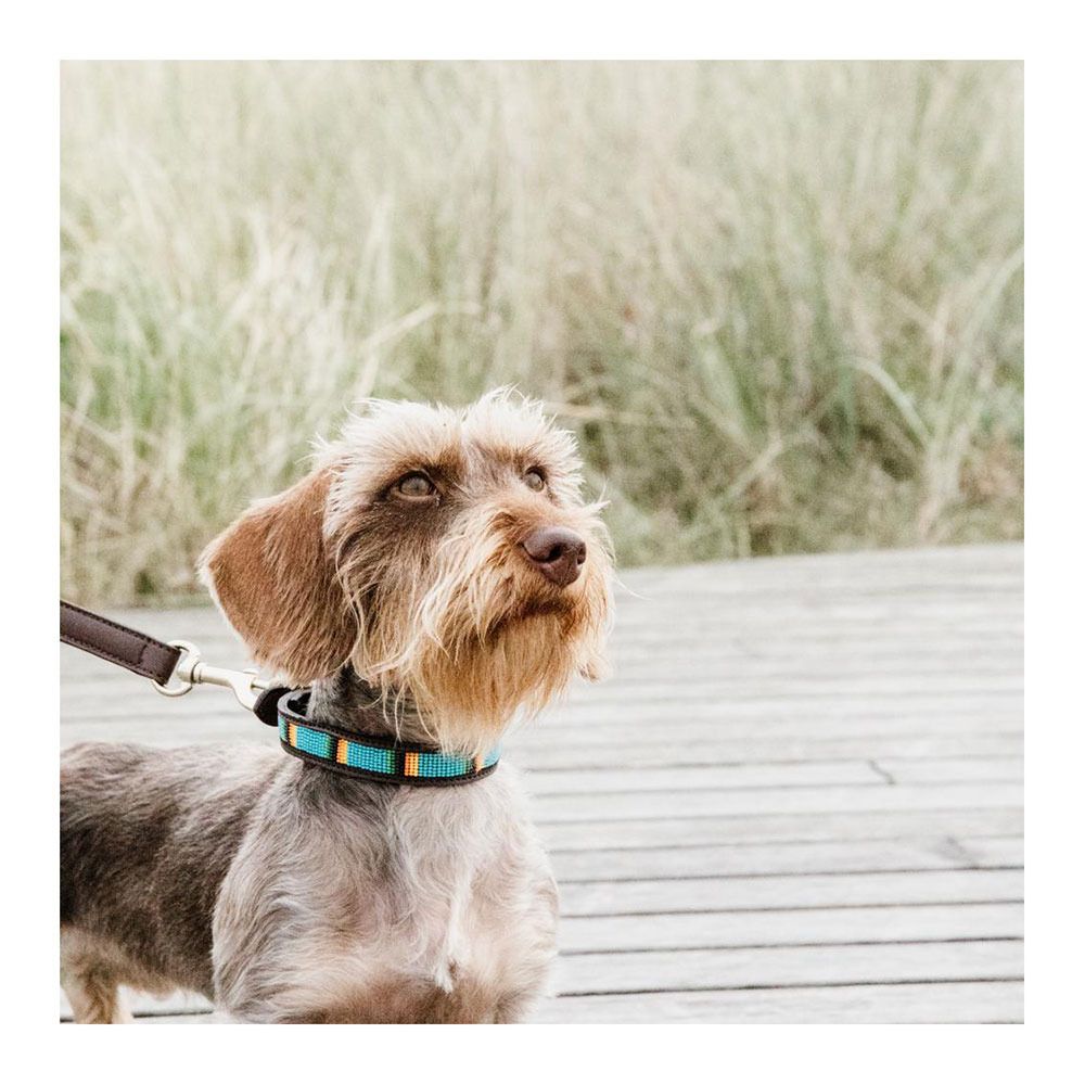 Kentucky PEARLS -  Collier pour chien bleu clair