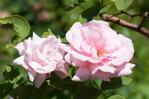 Rosa (Alba Group) 'Maiden's Blush' Buskrose 'Maiden's Blush' Ø19 cm