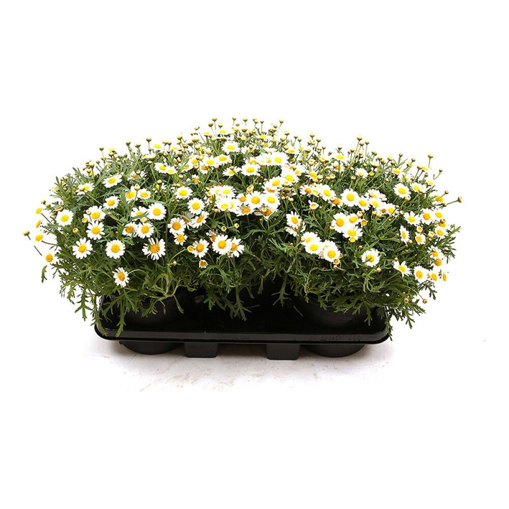 MARGERITTER Ø19CM HVIT
