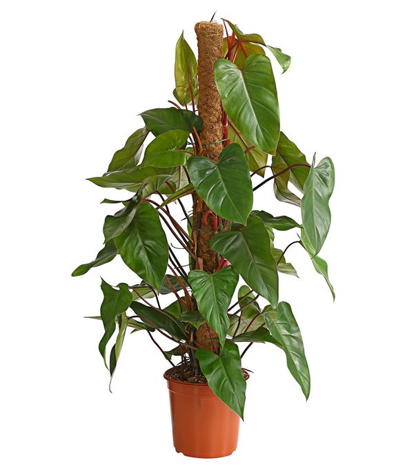 Baumfreund - Philodendron 'Red Emerald'