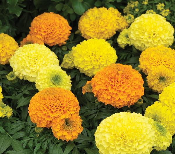 Studentenblume, großblumig, verschiedene