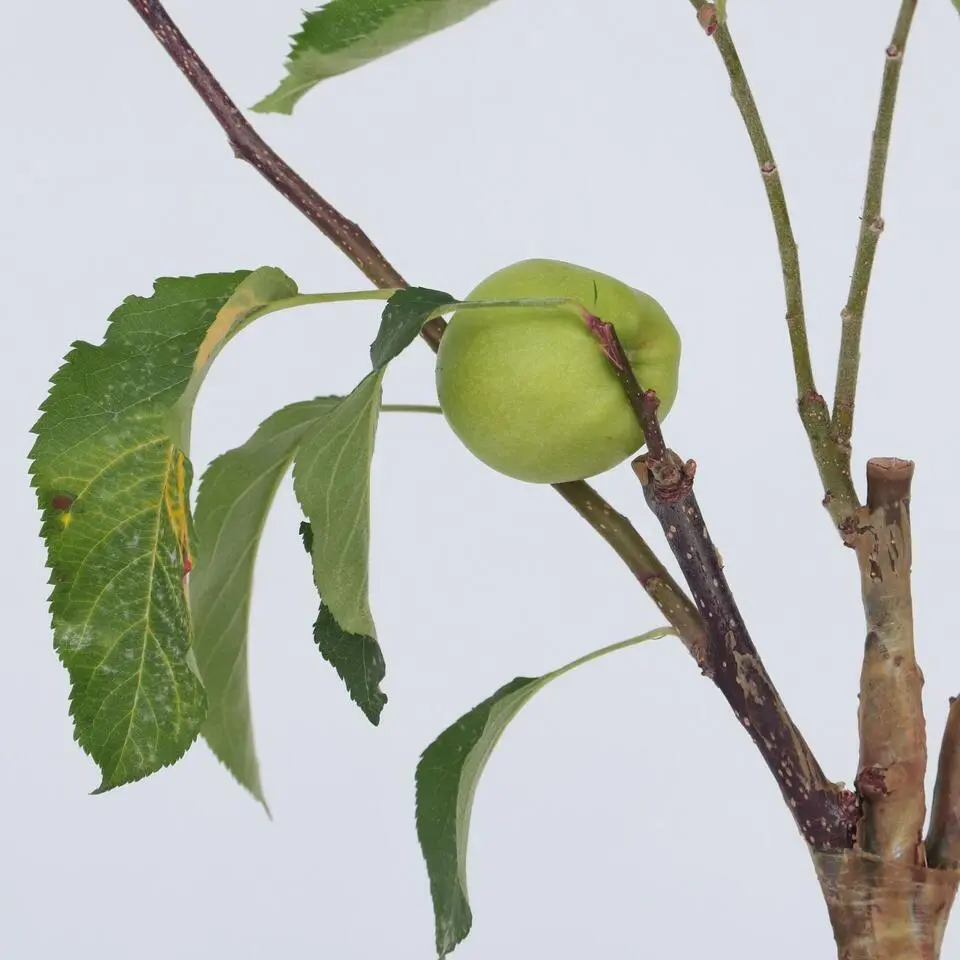 Klassieke Appelmix - Set van 2 - Malus - Hoogte 60-70cm - ⌀17cm
