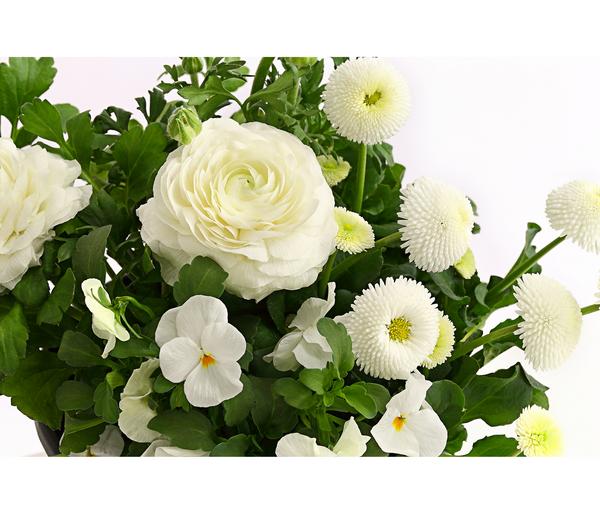 Pflanzen-Trio Frühling in Weiß