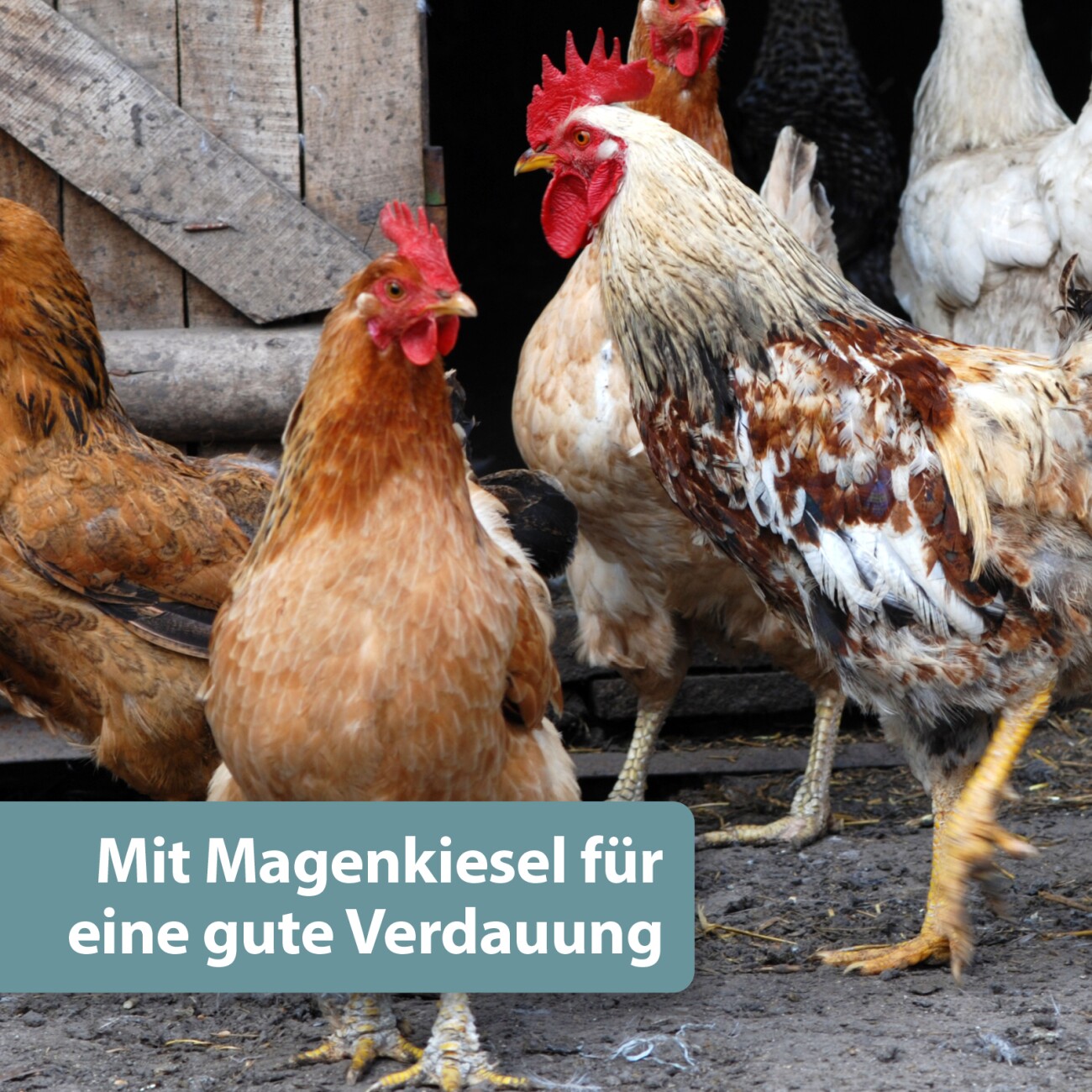 Quiko Hobby Farming: Mineralgrit mit Magenkiesel 1500 g