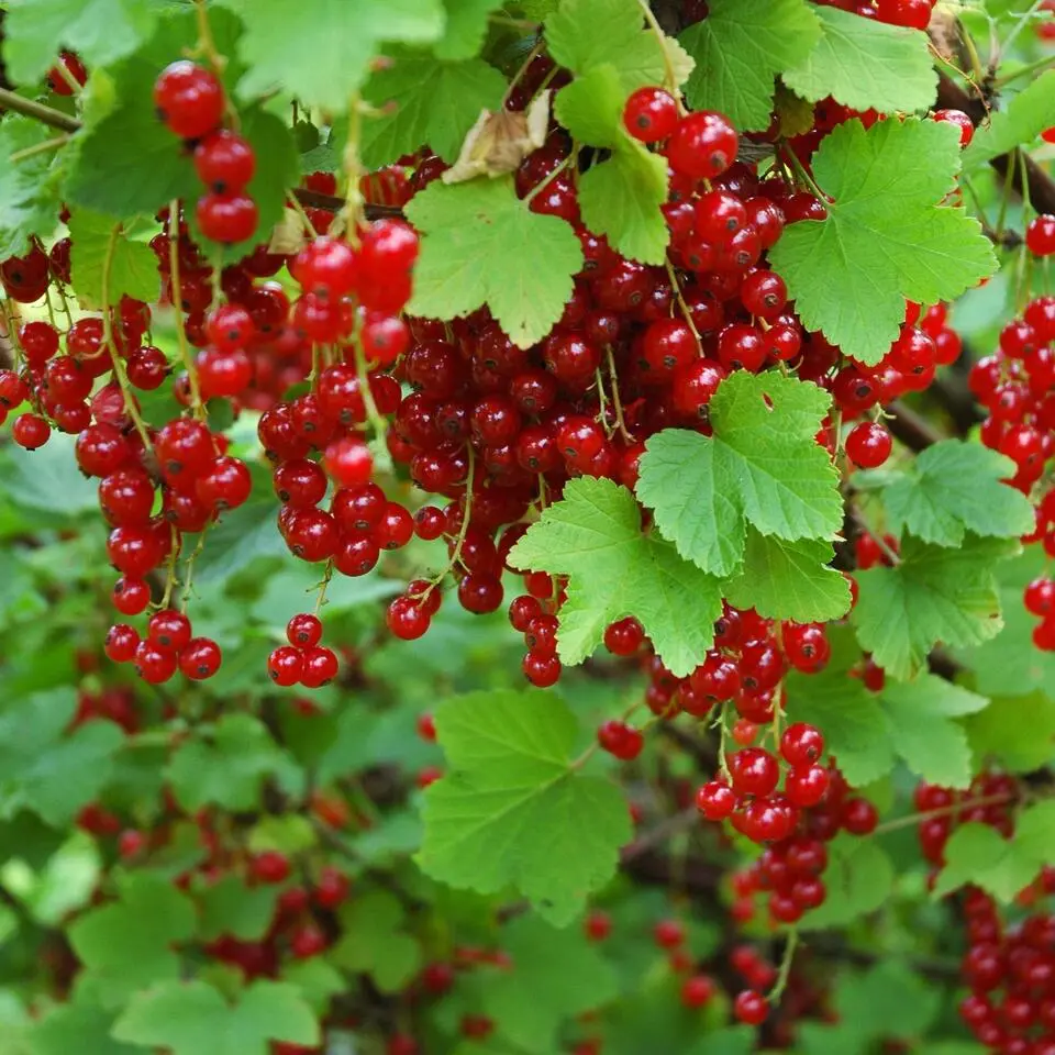 Aalbes - Set van 3 - Ribes rubrum - Hoogte 25-40cm - ⌀9cm