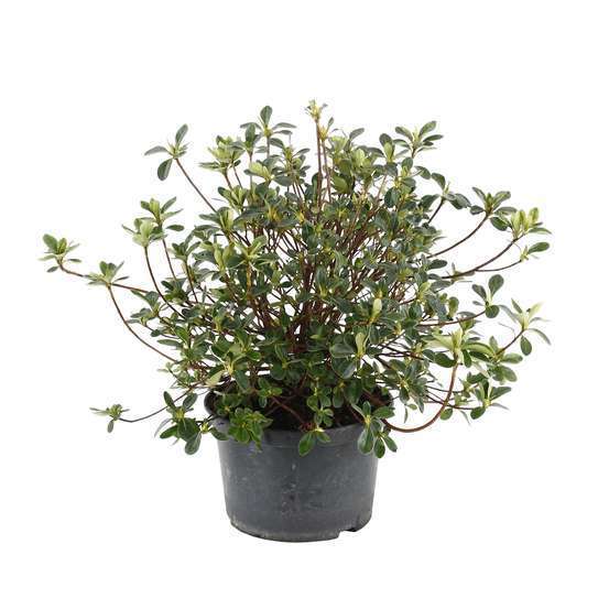 Azalea japonica ' Dorothy Haiden': 5 litres (blanc)