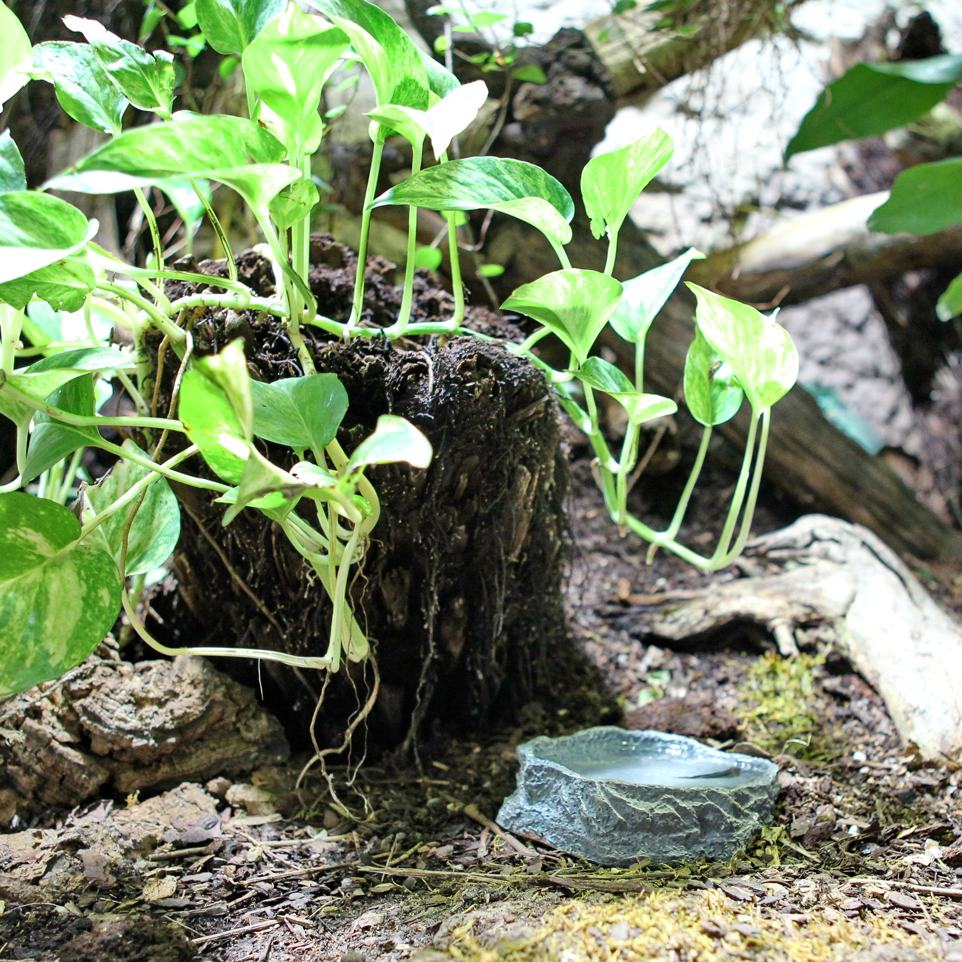 JBL ReptilBar Grijs S Waterschaal | terrarium