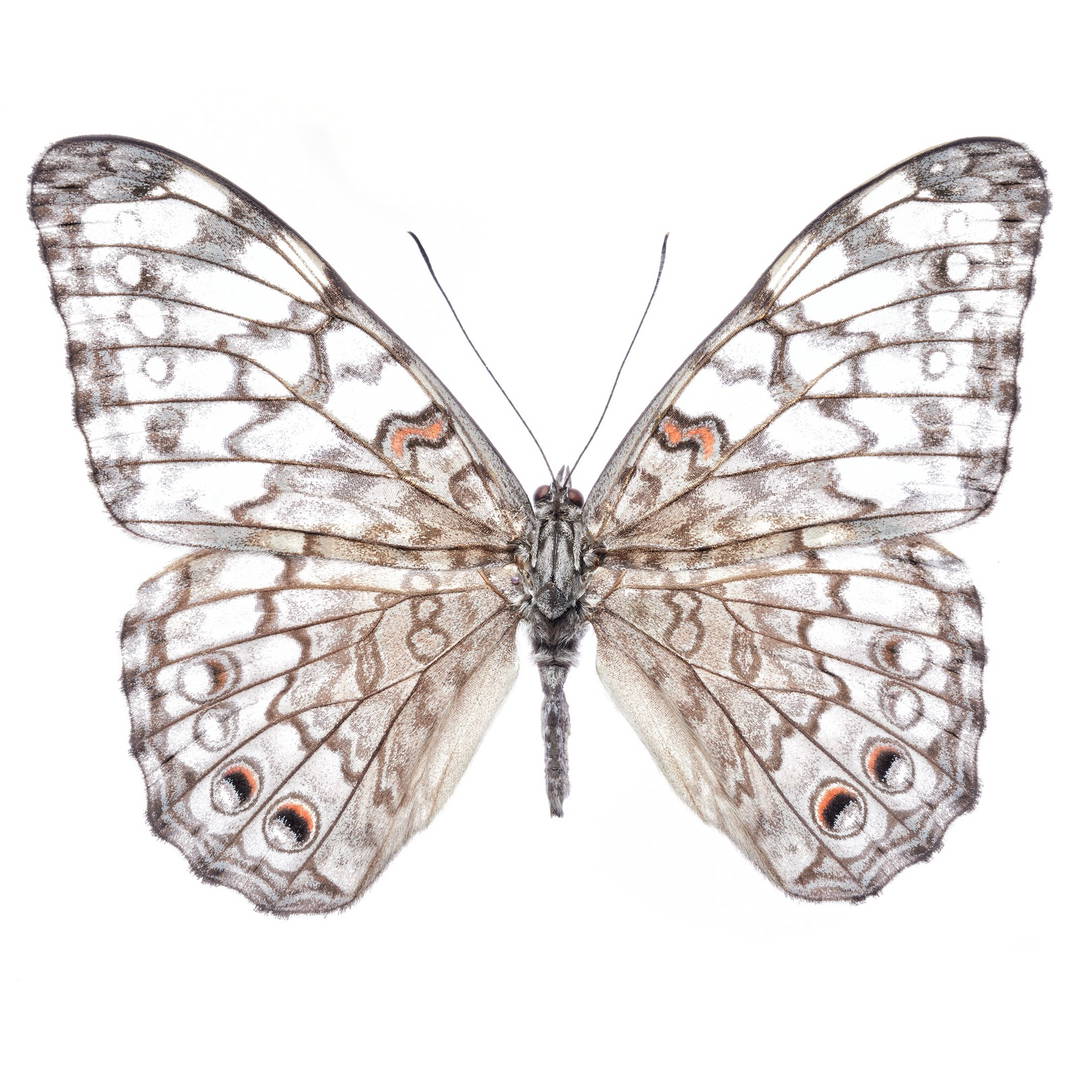 Butterfly VI by Heiko Hellwig - Limited Edition. Edition of: 150. Signed.