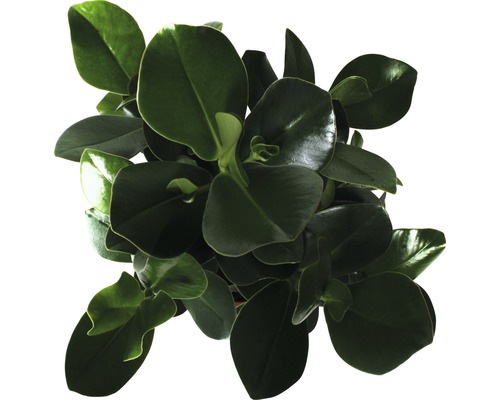 Balsemappel FloraSelf Clusia rosea 'Princess' H 55-65 cm Ø 17 cm pot