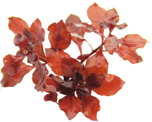 Superrode Ludwigia - Ludwigia spec. Geweldige rode