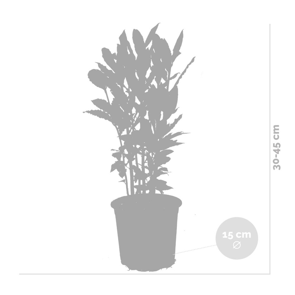 2x laurus nobilis - laurier de cuisine - arbuste - persistant – ⌀15 cm - ↕30-45 cm