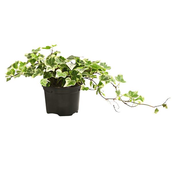 Efeu - Hedera helix, verschiedene Sorten