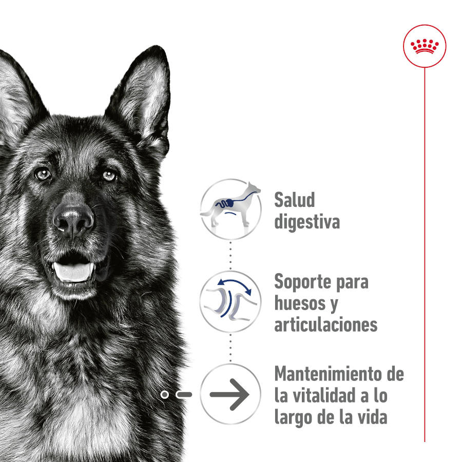 Patê Royal Canin Maxi para Cães Idosos 5+