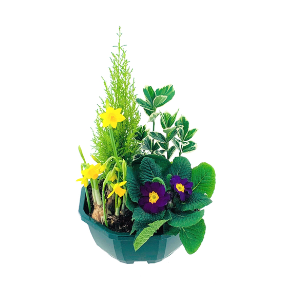 Composition 4 plantes en coupe plastique