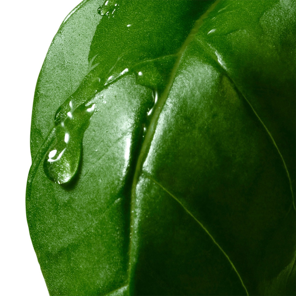 Basil and Hinoki Body Lotion 360ml