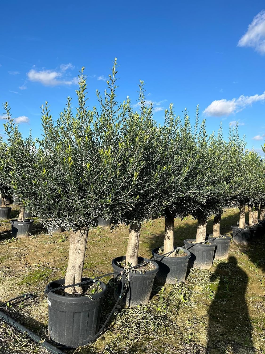 Sunny Tree - Olivenbaum - Olea Europaea - 45 Jahre, 200 cm, A+ Qualität, winterhart bis -18, Fruchttragend,