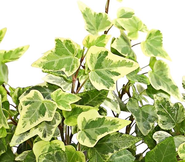 Efeu - Hedera helix, verschiedene Sorten