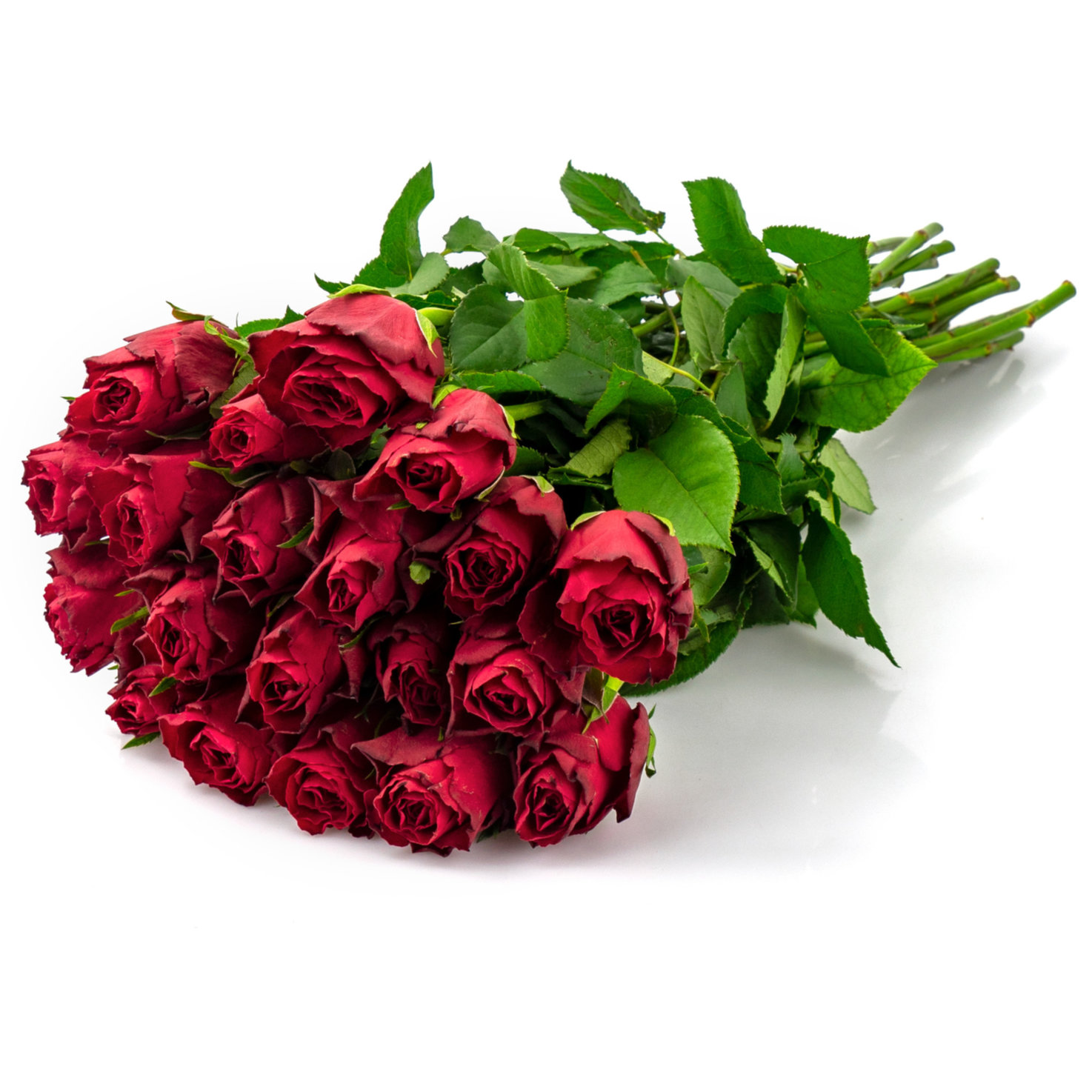 Fairtrade Rosen rot